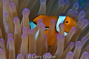 This anemone fish shot 4 years ago on the Bilikiki with D... by Larry Polster 